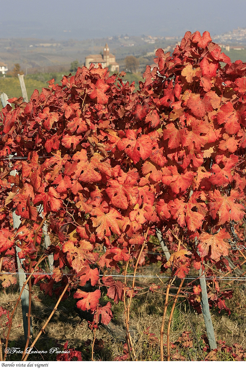 Barolo vista dai vigneti