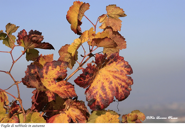 Foglie di nebbiolo in autunno