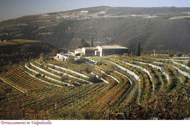 Terrazzamenti in Valpolicella