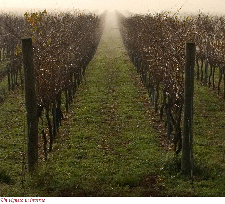 Vigneto in inverno