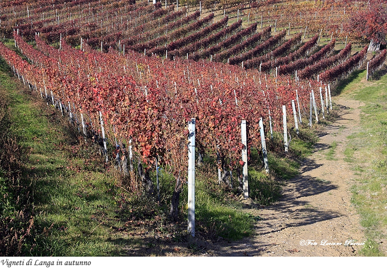 Vigneti di Langa in autunno