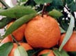 Clementine del Golfo di Taranto