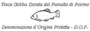 Tinca gobba dorata del Pianalto di Poirino DOP