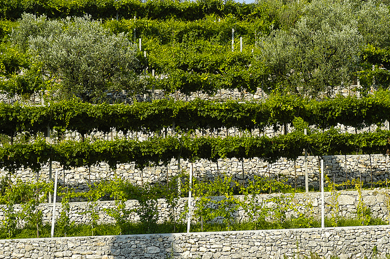 Le marogne in Valpolicella
