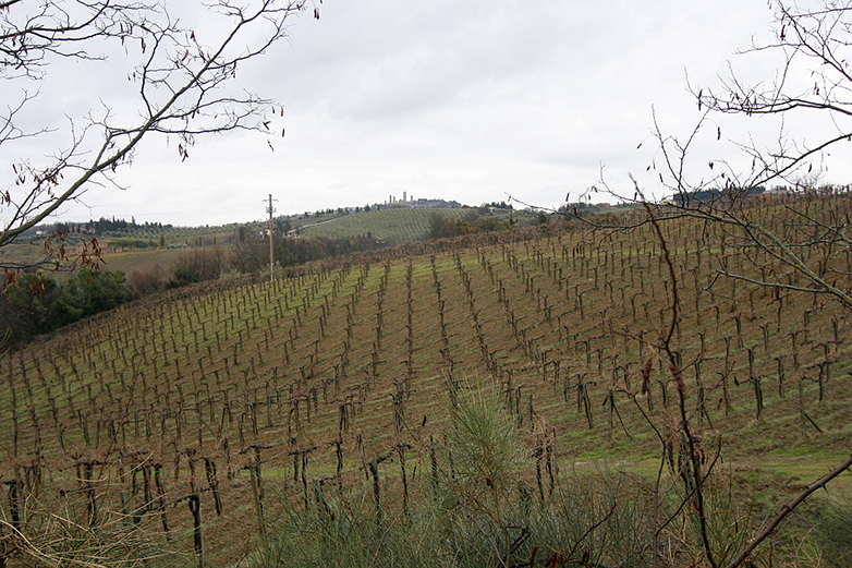Vigneto di Vernaccia