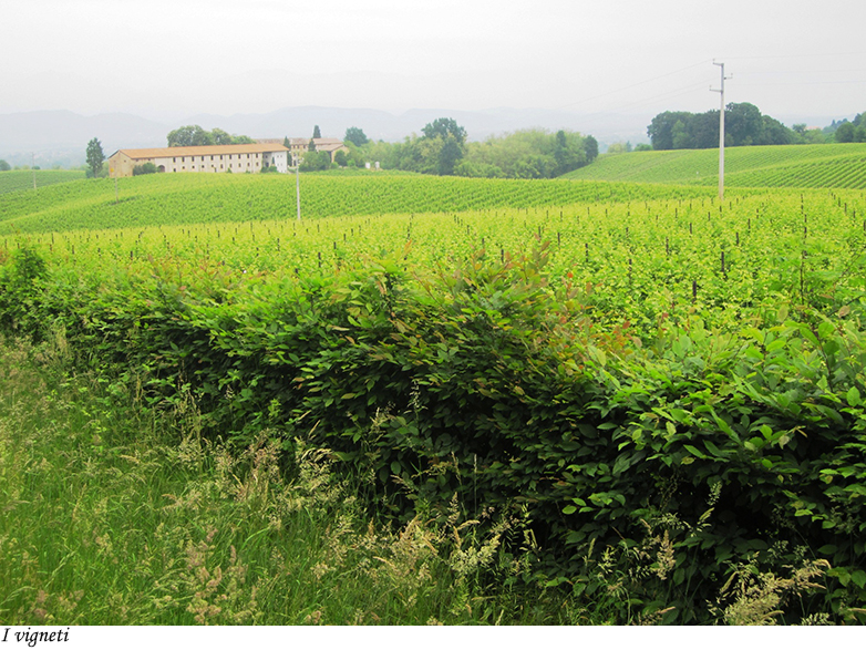 Vigneti