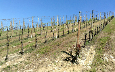 Vigneto di barbera