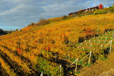 Vigneto sperimentale all'Ampelion di Alba