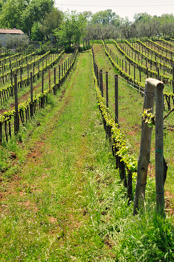 Vigneto di cesanese presso l'azienda Verde Luna