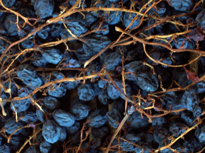 Appassimento corvina per il Recioto dell'azienda Antolini