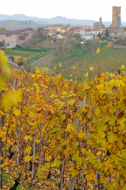 Veduta su Barbaresco
