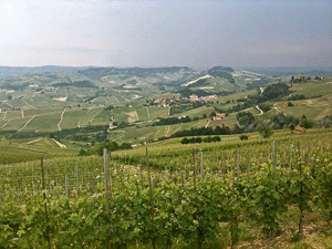 I vigneti a Barolo