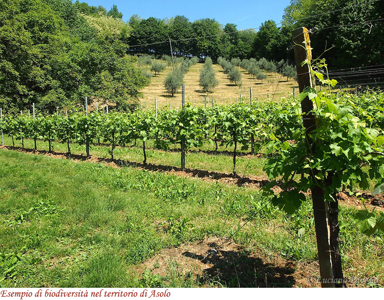 Esempio di biodiversità ad Asolo