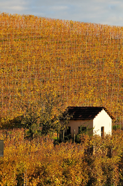 Un ciabot tra le vigne di Marchesi di Barolo