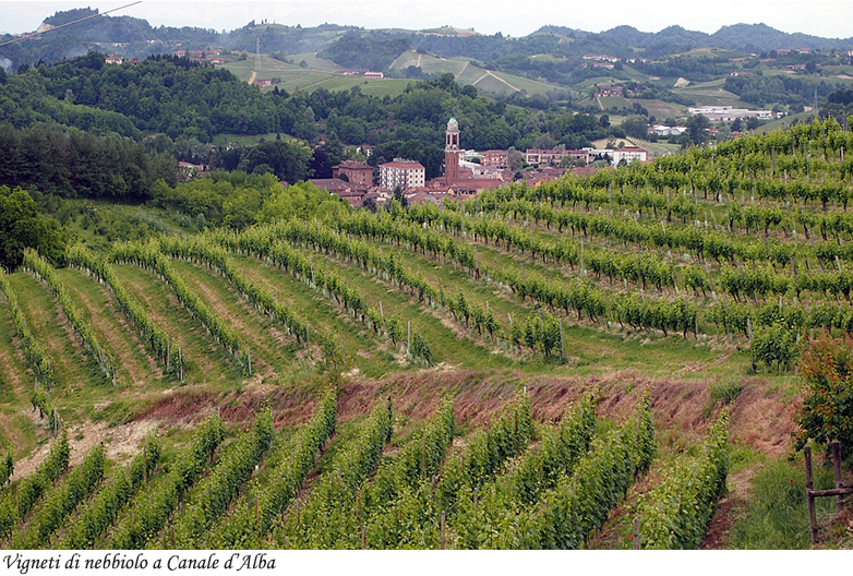 Canale d'Alba, vigneti a nebbiolo