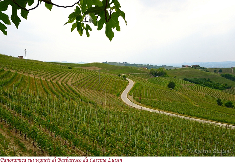 Panoramica sui vigneti di Barbaresco da Cascina Luisin