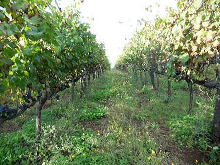 Un vigneto di cesanese dell'azienda Coletti Conti