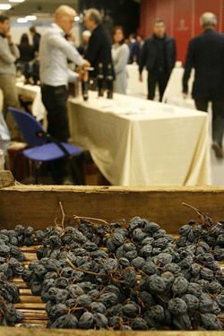 Corvina appassita e destinata all'Amarone