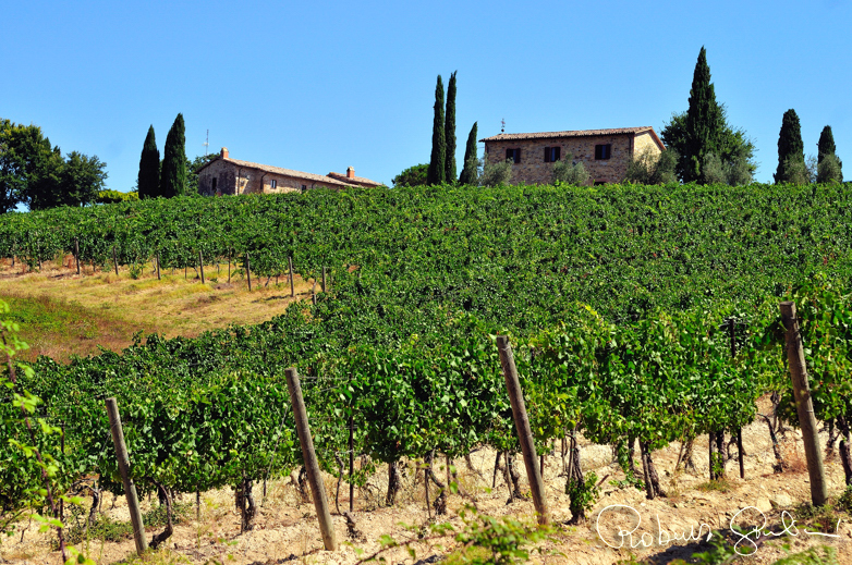 La passeggiata tra le vigne