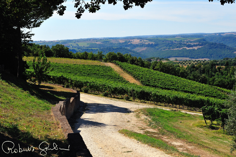 Uno scorcio sui vigneti di Decugnano dei Barbi
