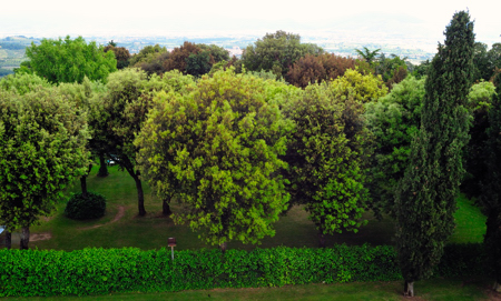 Il bosco della Ferdinanda