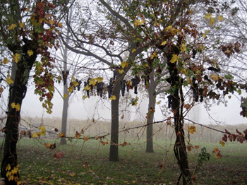 i festoni delle vigne maritate