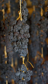 Grappoli di corvina appassita