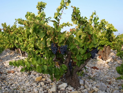 Grenache - Lunatique