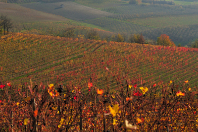 Paesaggio nei pressi di Grinzane Cavour