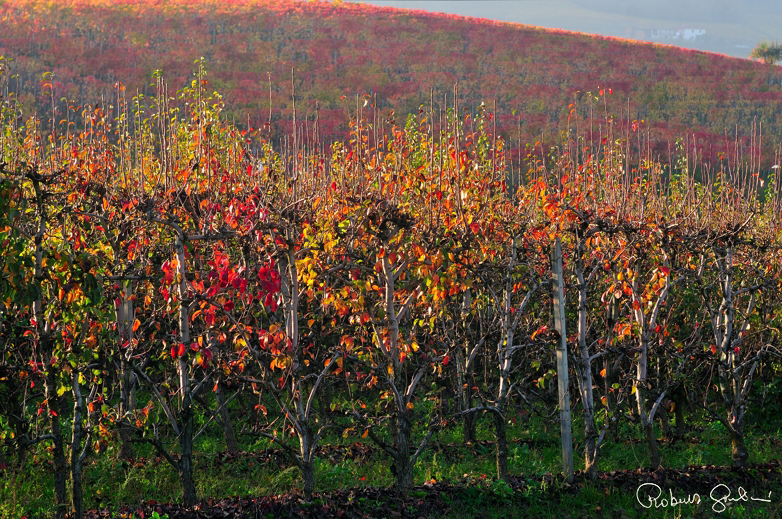 Sulla strada di ritorno da Montefalco