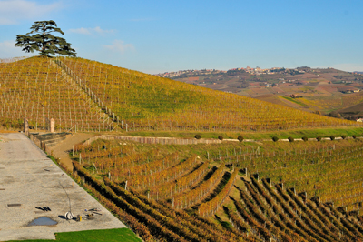 Il Cedro del Libano e il Bricco Gattera
