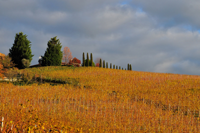 Panorama sulle vigne dall'azienda di Cordero di Montezemolo