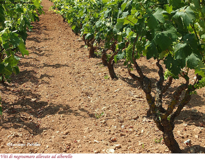 Viti di negroamaro allevate ad alberello