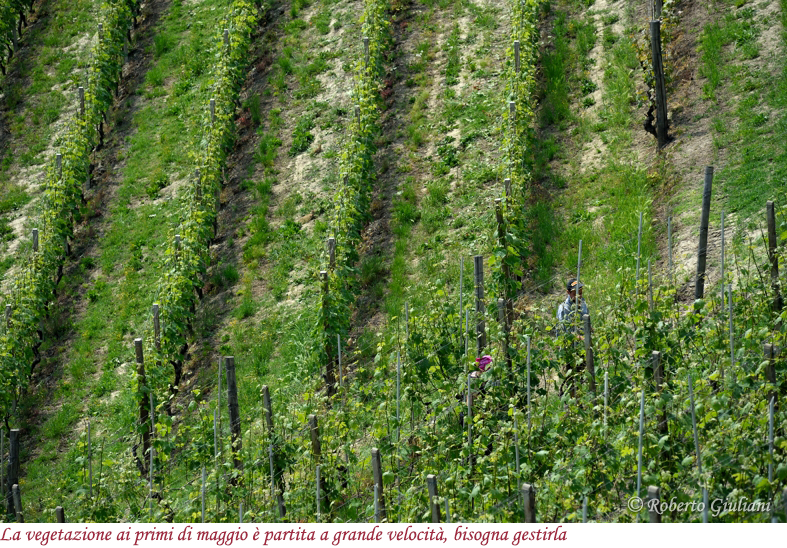 La vegetazione ai primi di maggio è partita a grande velocità, bisogna gestirla