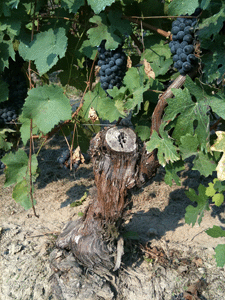 Pianta di nebbiolo di sessanta anni