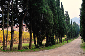 Il viale che si percorre per raggiungere Villa Poggio Reale a Rufina