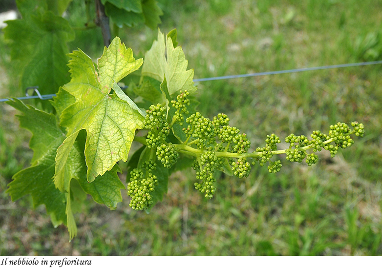 Il nebbiolo in prefioritura