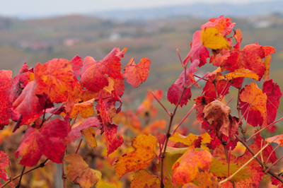 Arriva l'autunno in vigna