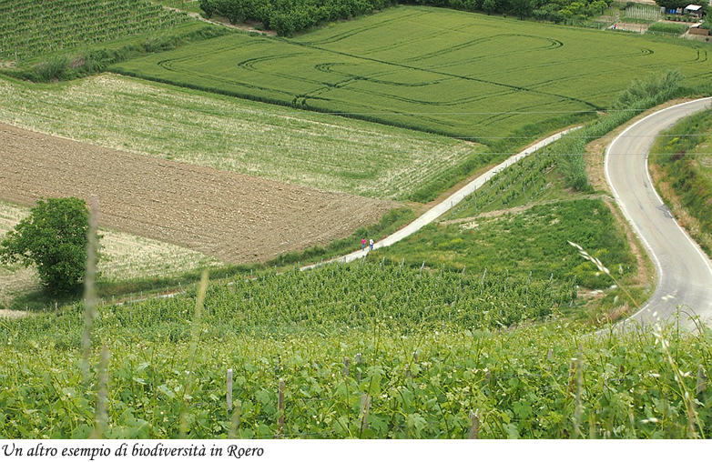 Altro esempio di biodiversit&agrave; in Roero