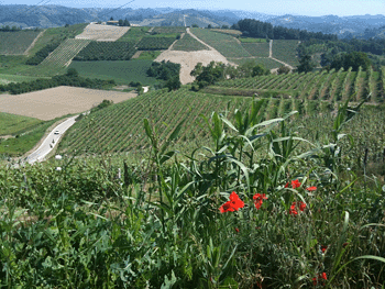 Vigneti nel Roero