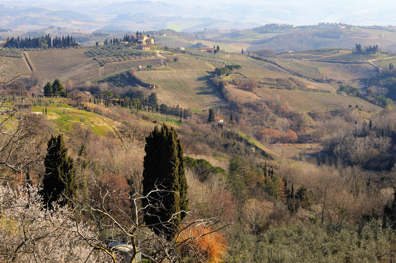 Vigneti a San Gimignano