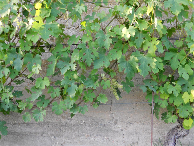 Prime infiorescenze nella vigna Montaribaldi