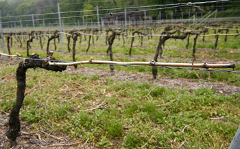 Un tralcio di carmen&egrave;re