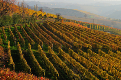 Vigneti nella zona di Treiso