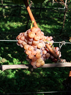 l'uva gewurztraminer