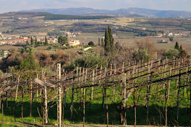 Vigneto nell'area di Fumane