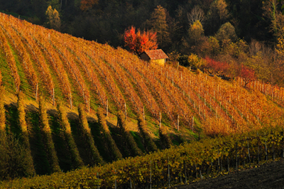 Un ciabot tra le vigne del Barbaresco