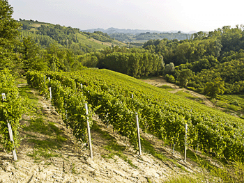 Un altro vigneto di nebbiolo da Roero
