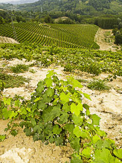 Vigne di Roero