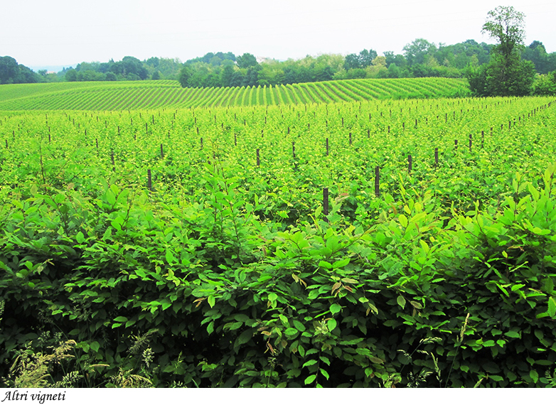 Altri vigneti